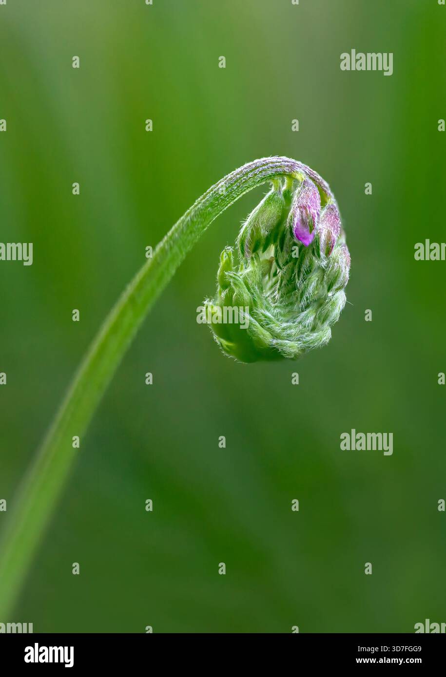 Bourgeon de fleur de vesce tufté, enroulé, poussant sur les niveaux Somerset, Royaume-Uni avec une faible profondeur de champ et un fond vert doux Banque D'Images