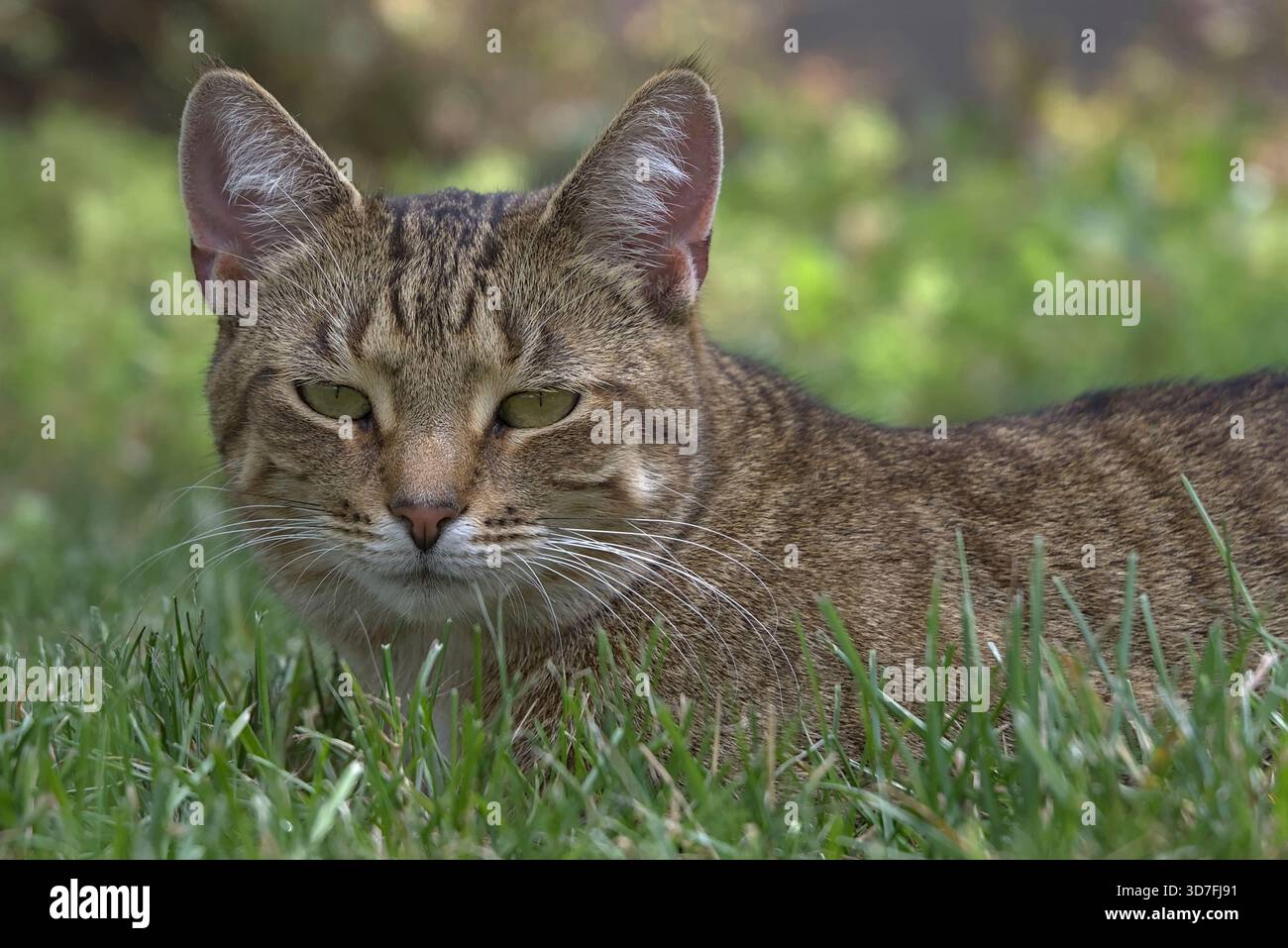 Tabby Chat Portrait regardant directement la caméra, couché dans Green Grass Banque D'Images
