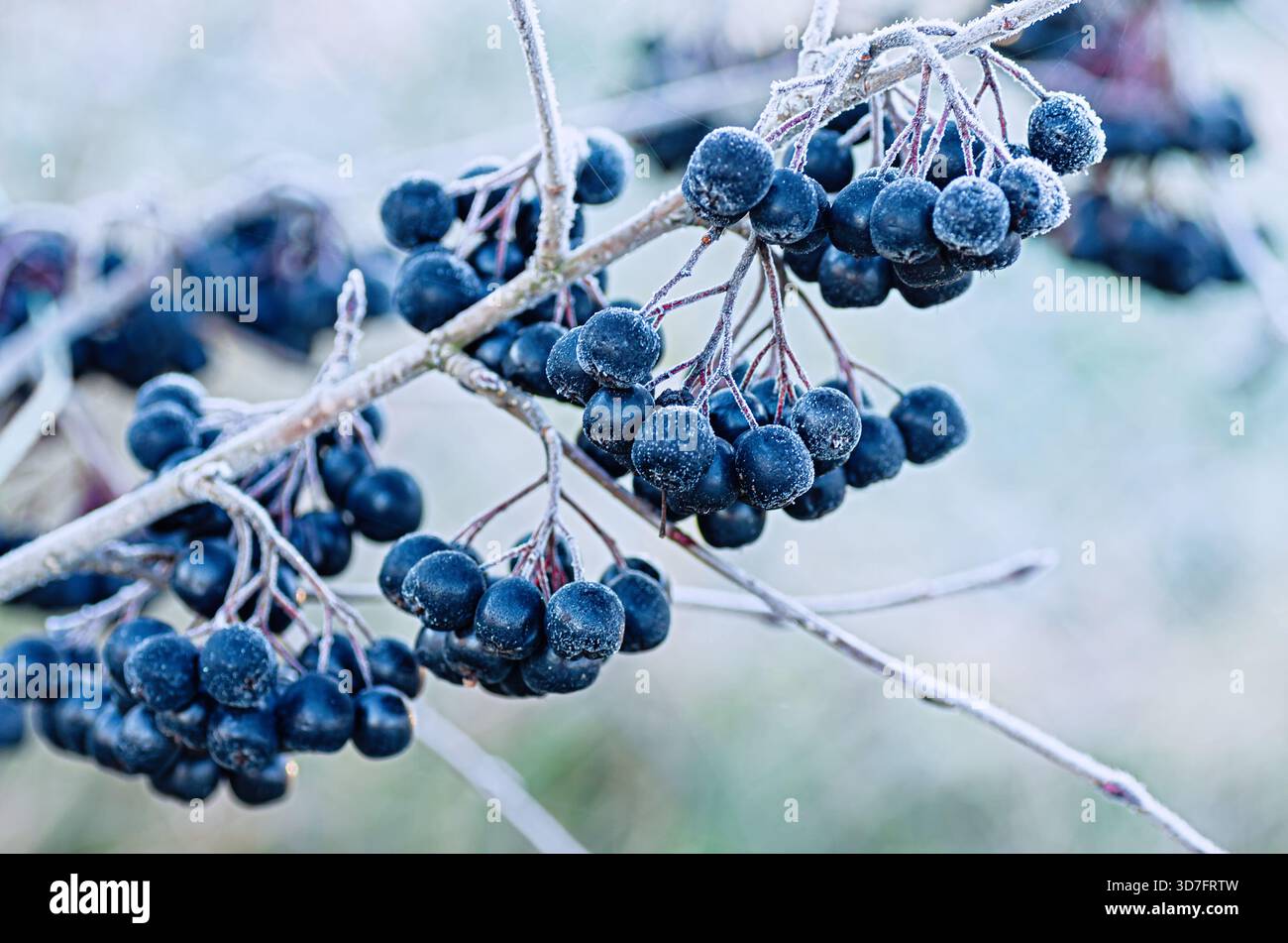 Baies d'aronia congelées (Aronia melanocarpa) sur la branche après le gel. Superaliment riche en antioxydants, plante médicinale, fruits d'hiver, nutrition saine, nourriture t Banque D'Images
