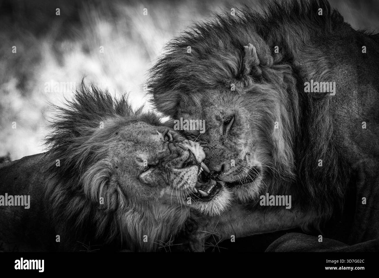 Des lions sont vus au Serengeti Tanzanie le 19 novembre 2025 Banque D'Images
