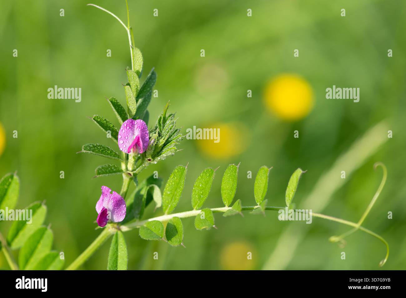 Gros plan de fleurs de vesce commune (vicia sativa) couvertes de gouttelettes de rosée Banque D'Images
