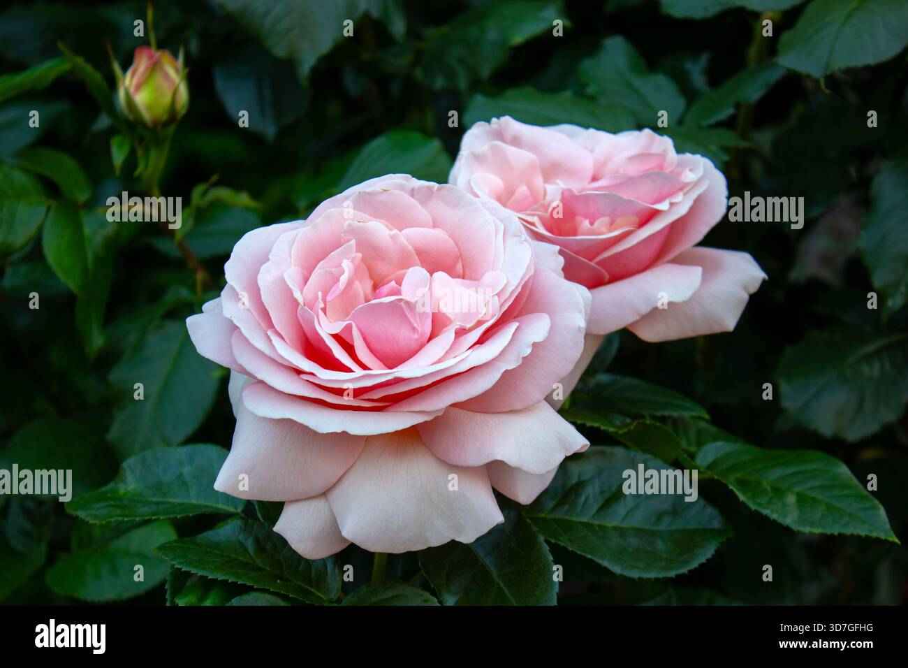 Gros plan deux roses fleurissant sur un fond de feuilles vert foncé flou. Fond de Saint-Valentin. Banque D'Images