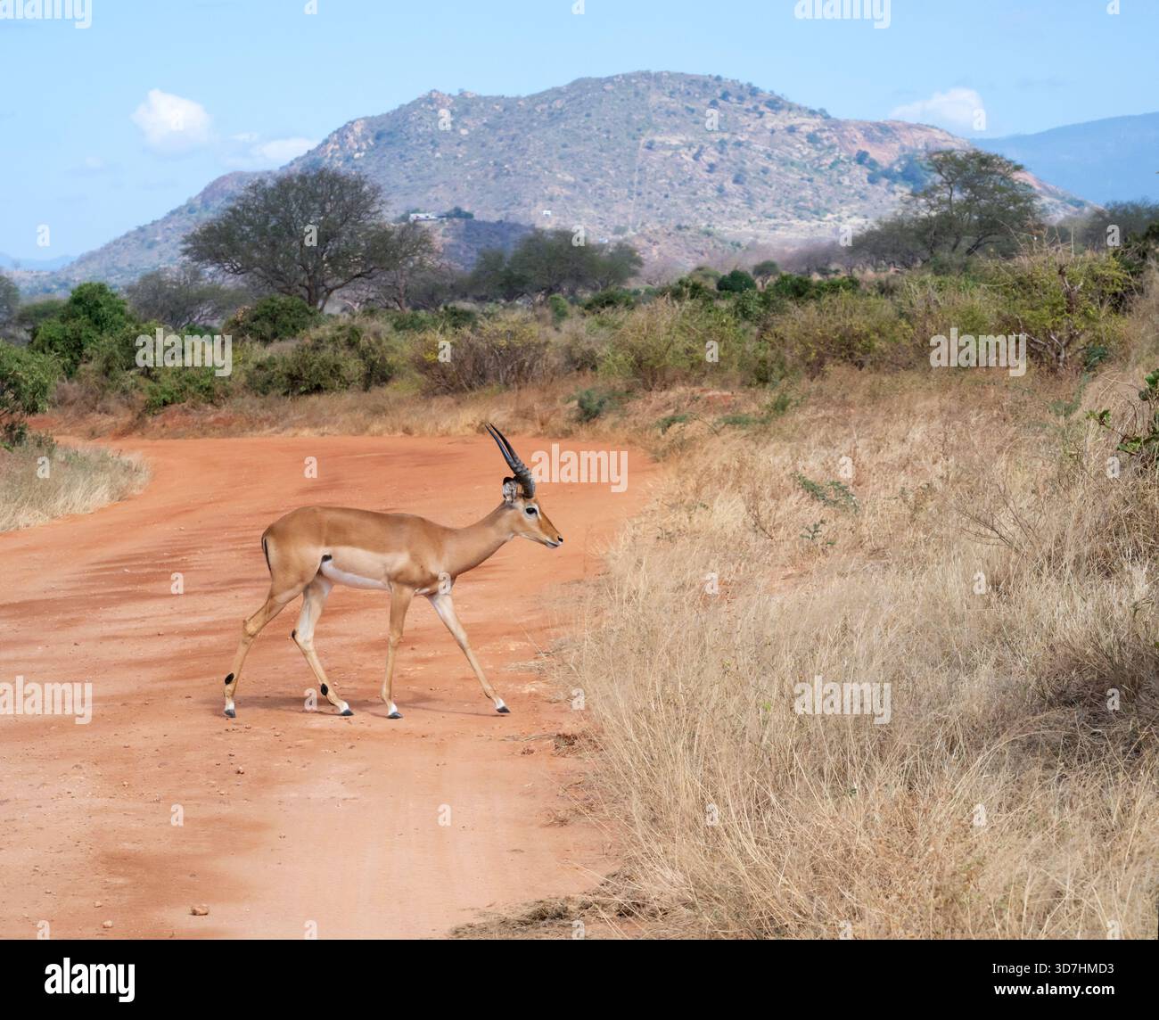 La Gazelle de Grant (Nanger granti) sillonne la route dans le parc national de Tsavo East, au Kenya Banque D'Images