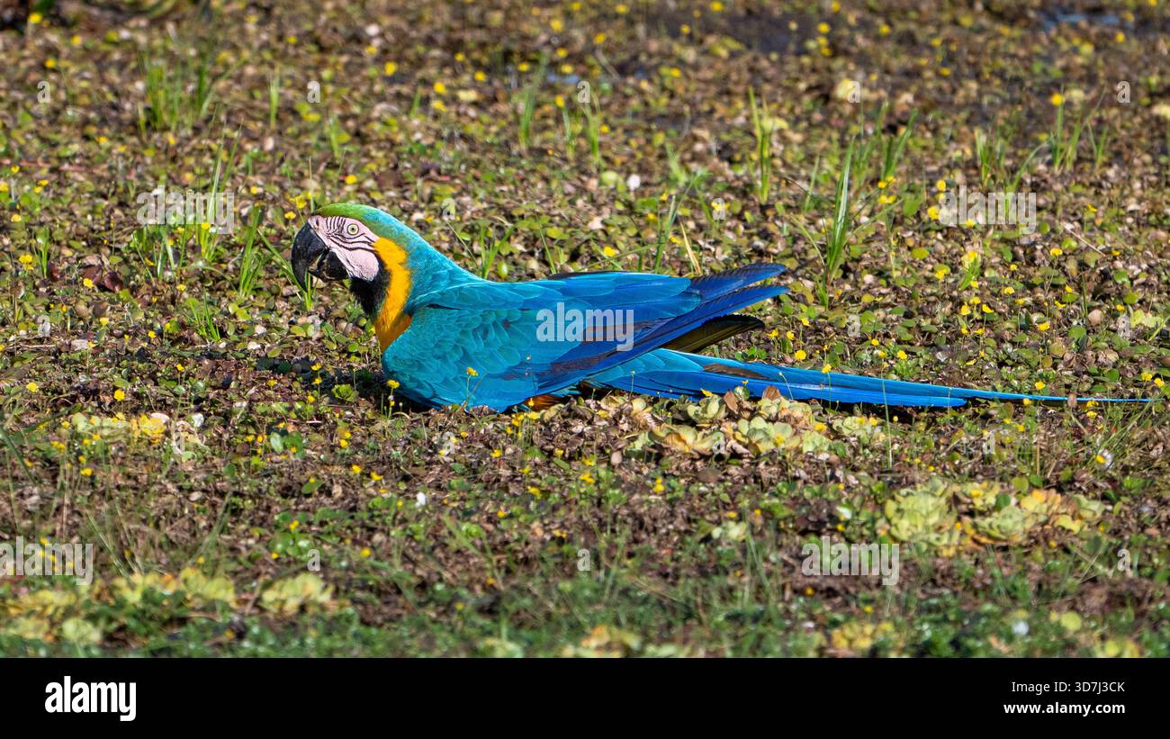 Macaw bleu et jaune (Ara ararauna), Pantanal, Brésil Banque D'Images