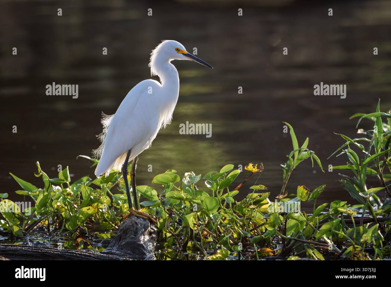 Aigrette enneigée (Egretta thula), Pantanal, Brésil Banque D'Images