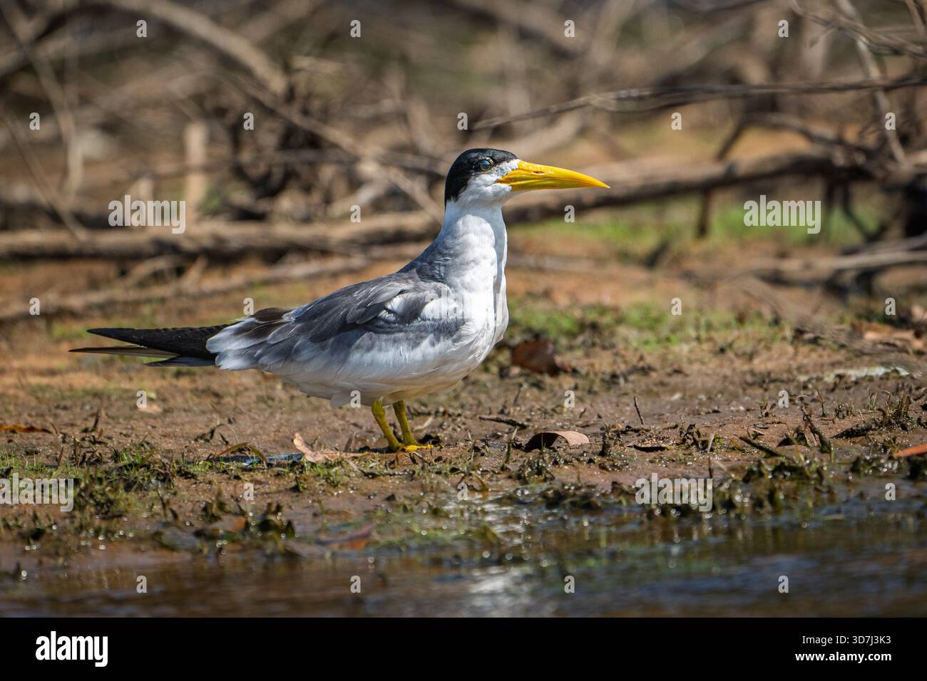Terne à gros bec (Phaetusa simplex), par rivière Banque D'Images