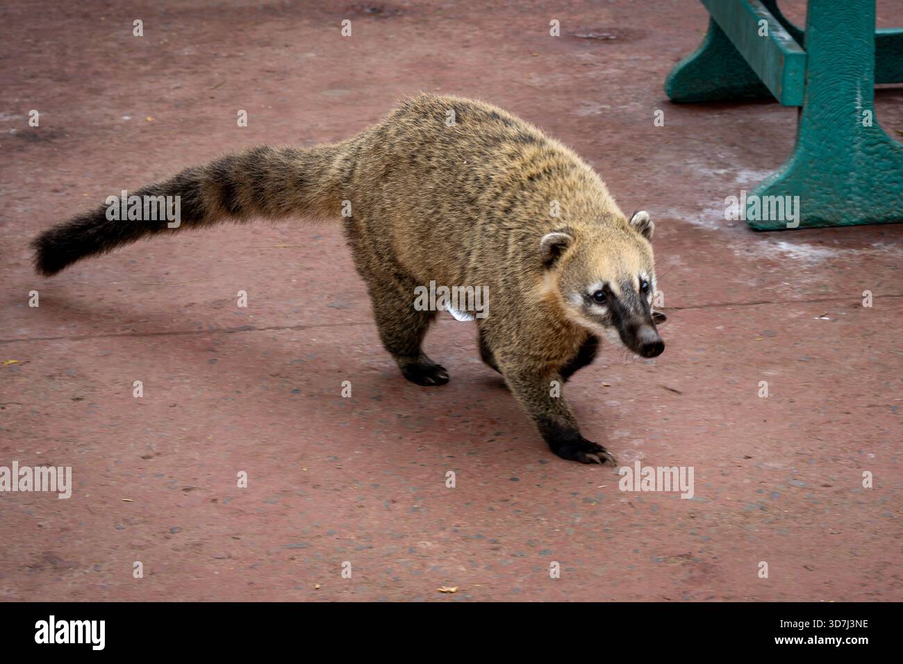 Coati Scavenging for Food, Iguazu Falls, Argentine Banque D'Images