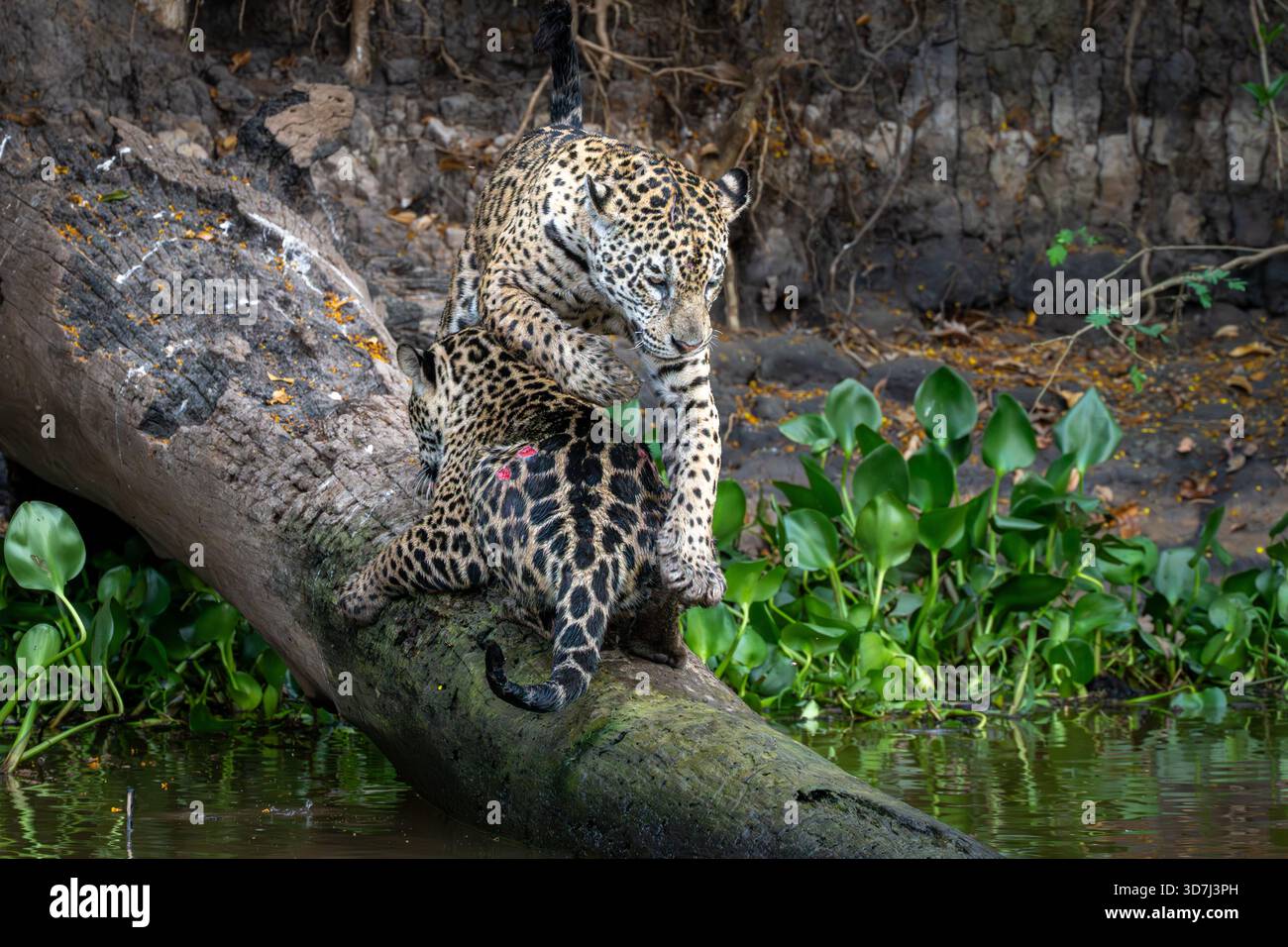 Deux Jaguars sur un arbre déchu près de la rivière, Pantanal, Brésil Banque D'Images