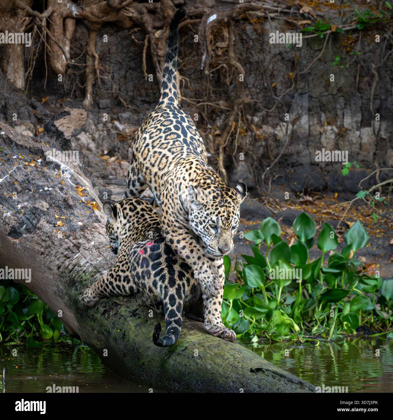 Deux Jaguars sur un arbre déchu dans le Pantanal, Brésil Banque D'Images