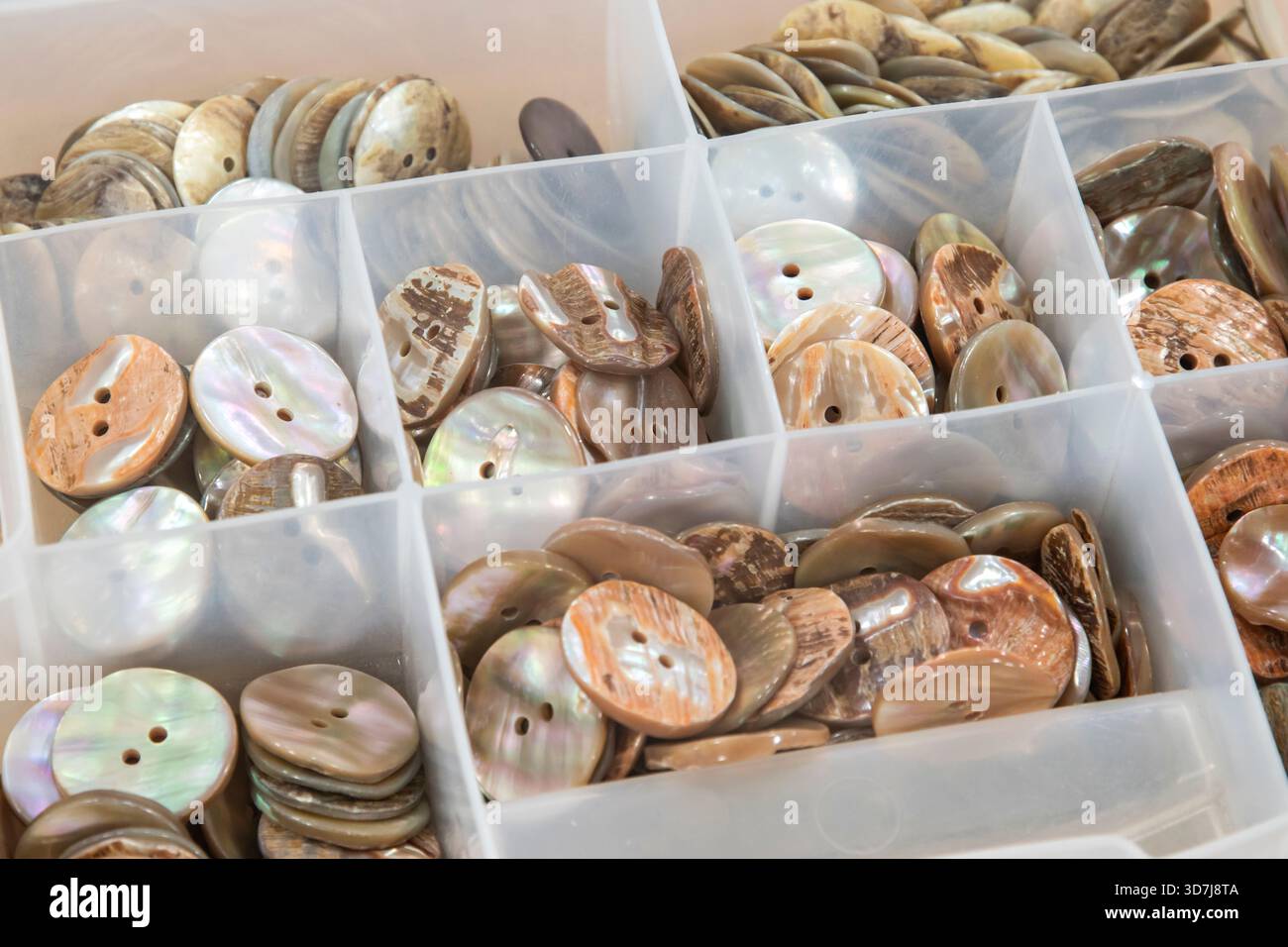 Boutons en nacre naturelle disposés dans des compartiments de boîtes divisés comme fournitures de confection dans un atelier de couture Banque D'Images