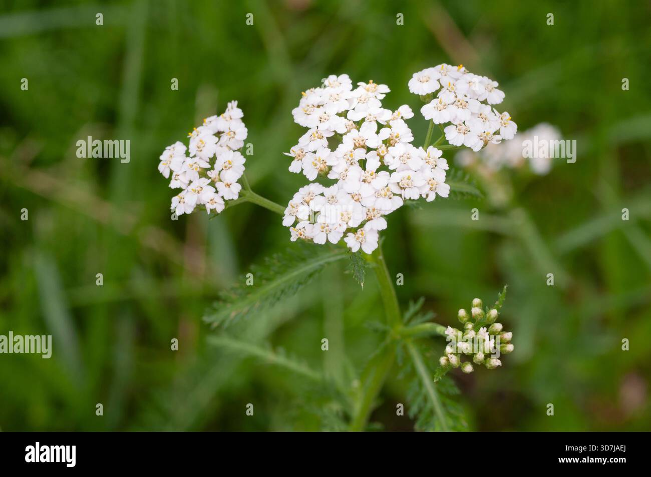 Noble Yarrow, Achillea Nobilis Banque D'Images