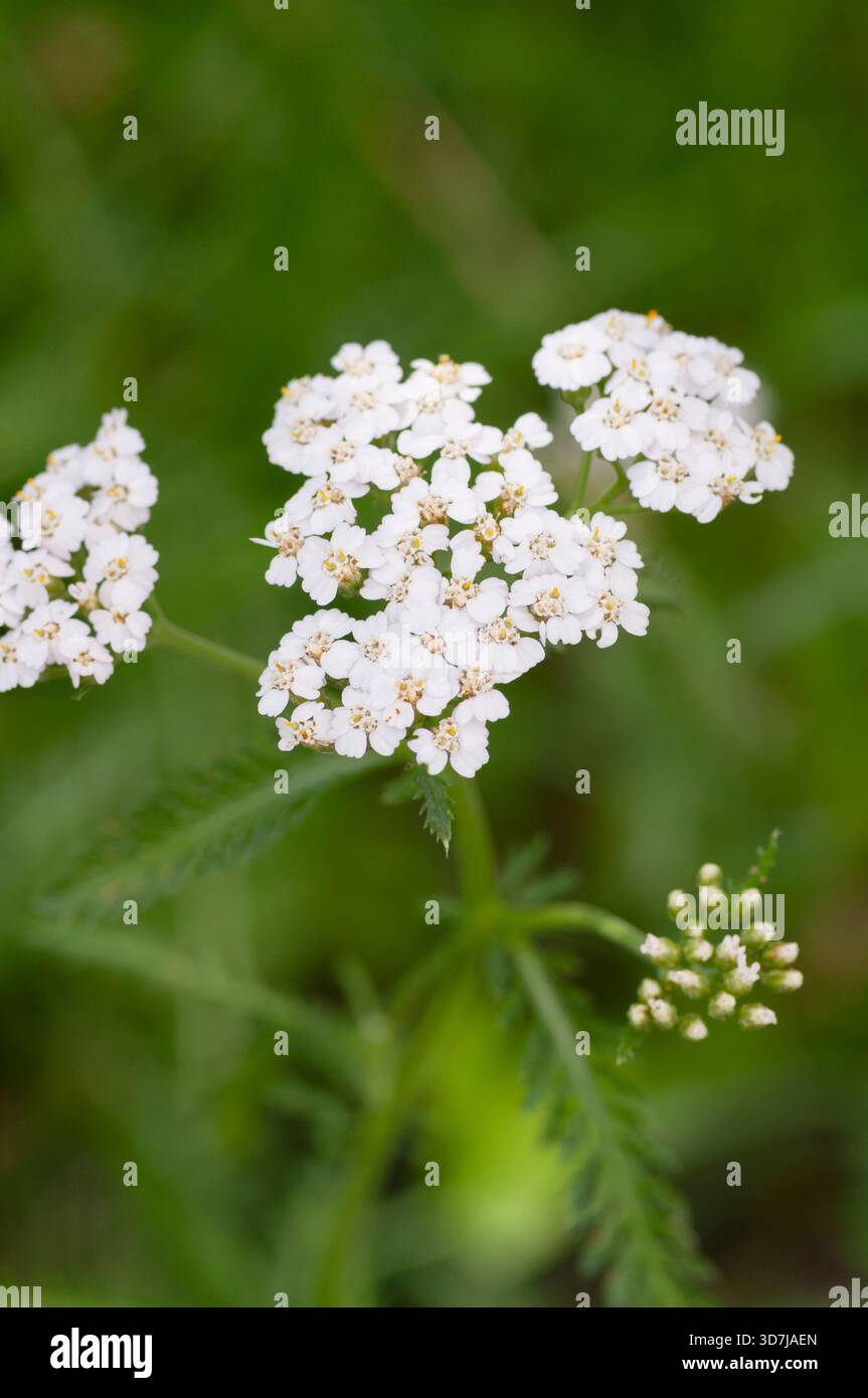 Noble Yarrow, Achillea Nobilis Banque D'Images