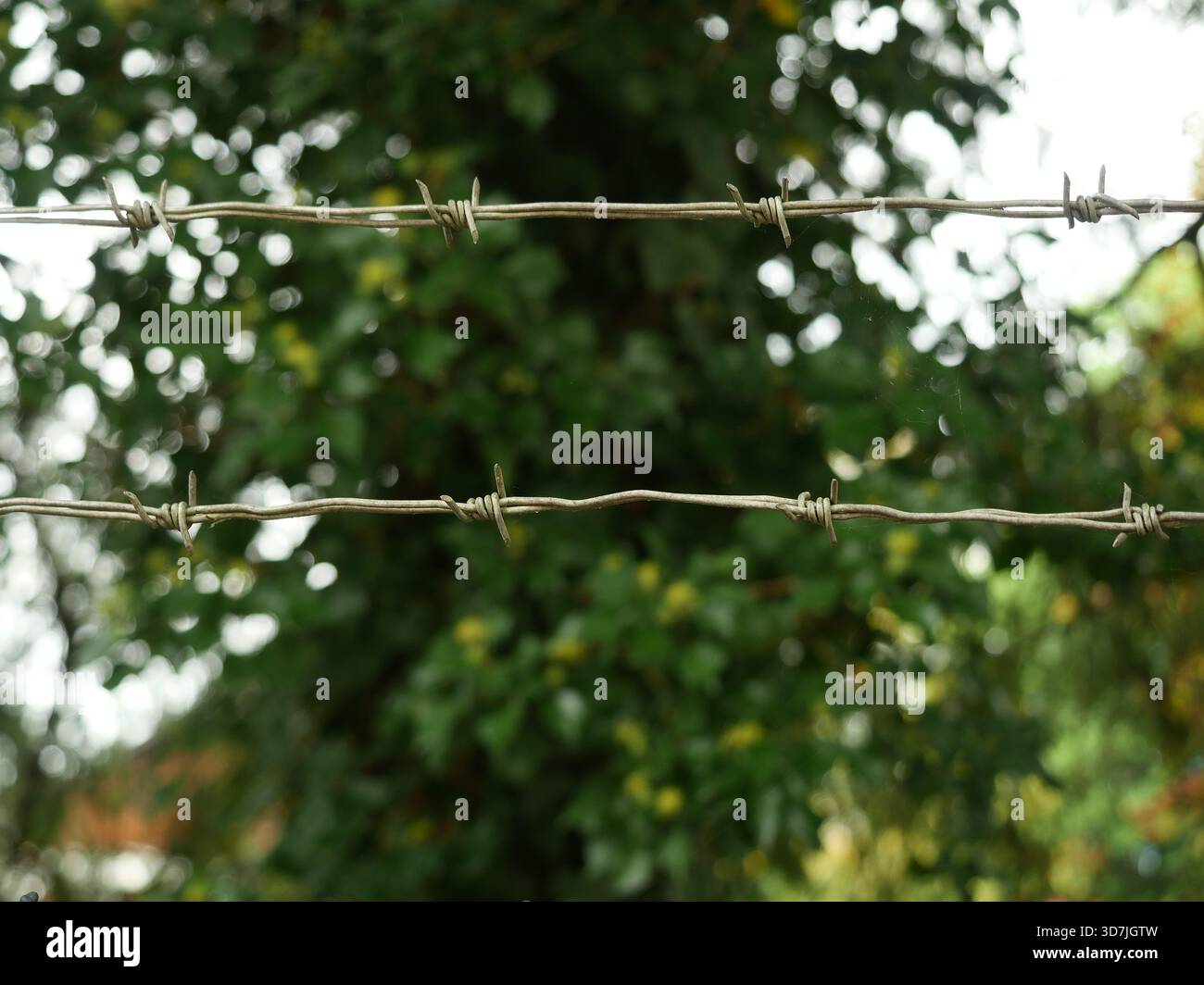 Fil de fer barbelé pointu avec des traces de rouille sur fond vert flou, symbole de frontière et de barrière. Copyspace. Banque D'Images