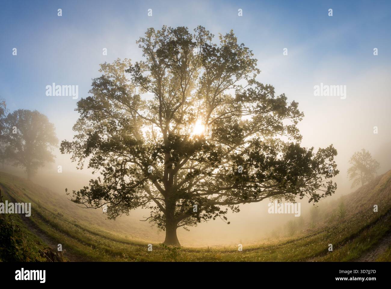 photo grand angle d'un grand arbre avec des rayons de soleil et du brouillard, créant une image onirique Banque D'Images