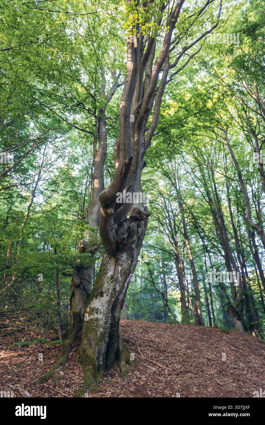 Forêt en Wolosate villlage - piste touristique à pic dans la Tarnica Bieszczady, dans le sud de la Pologne, vue à partir d'un chemin de crête Tarnica Banque D'Images