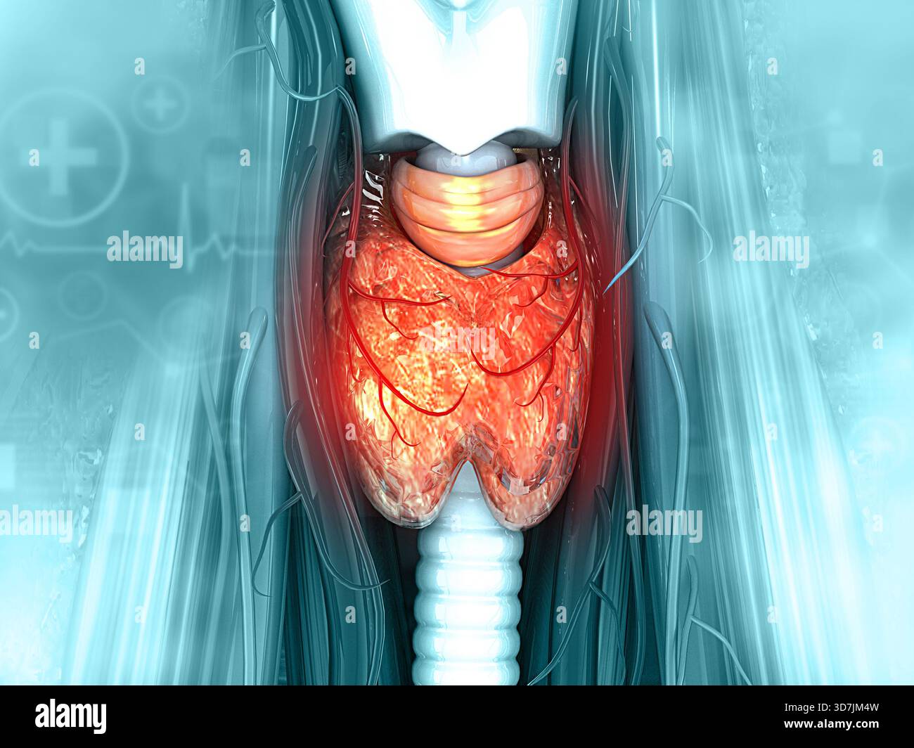 Anatomie de la glande thyroïde. illustration 3d. Banque D'Images