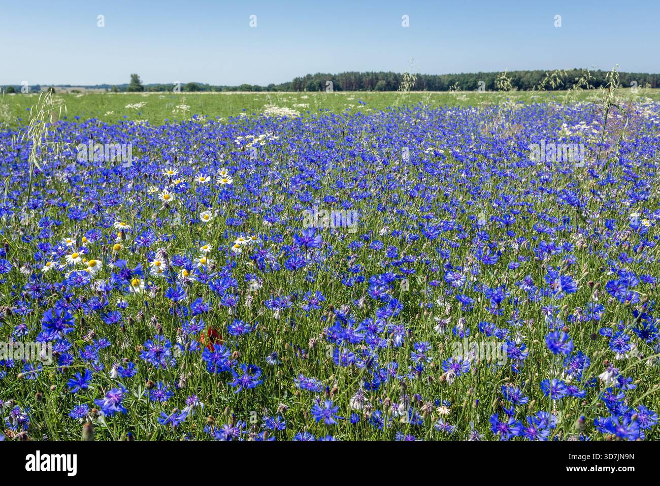Prairie couverte de bleuets bleus en pleine floraison près de Modlimowo, petit village dans la région de poméranie occidentale en Pologne Banque D'Images