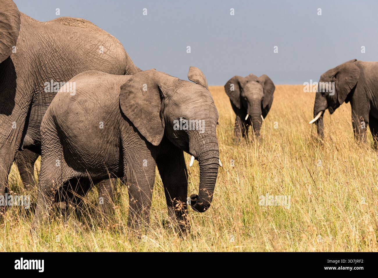 Un troupeau/famille d'éléphants dans la réserve naturelle du Masai Mara au Kenya Banque D'Images