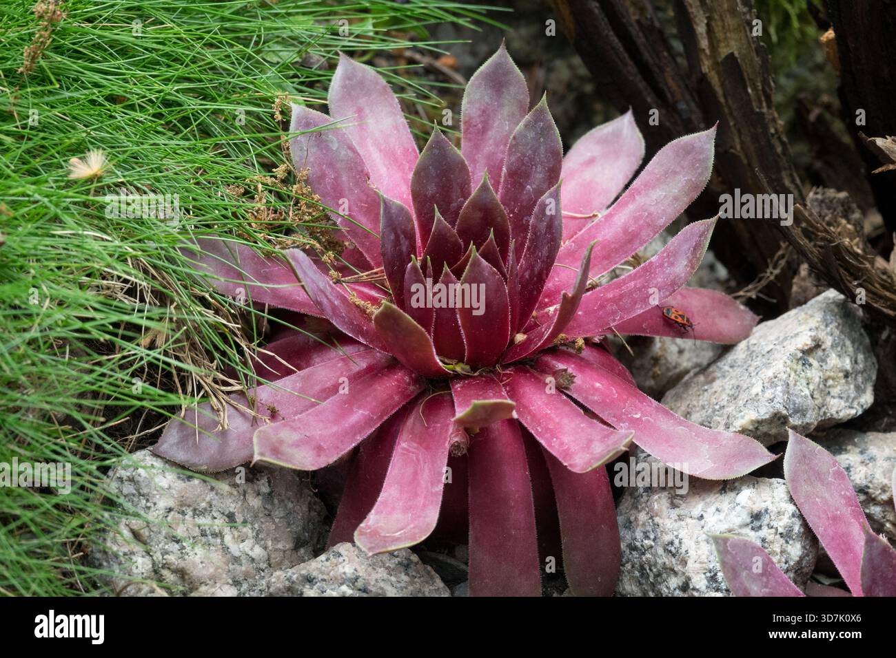 Sempervivum 'Copper Canyon', houseleek plante dans le jardin de rocaille énorme forme succulente Grand cultivar Grande Rosette, couleur rouge Rubby couleur impressionnant Banque D'Images