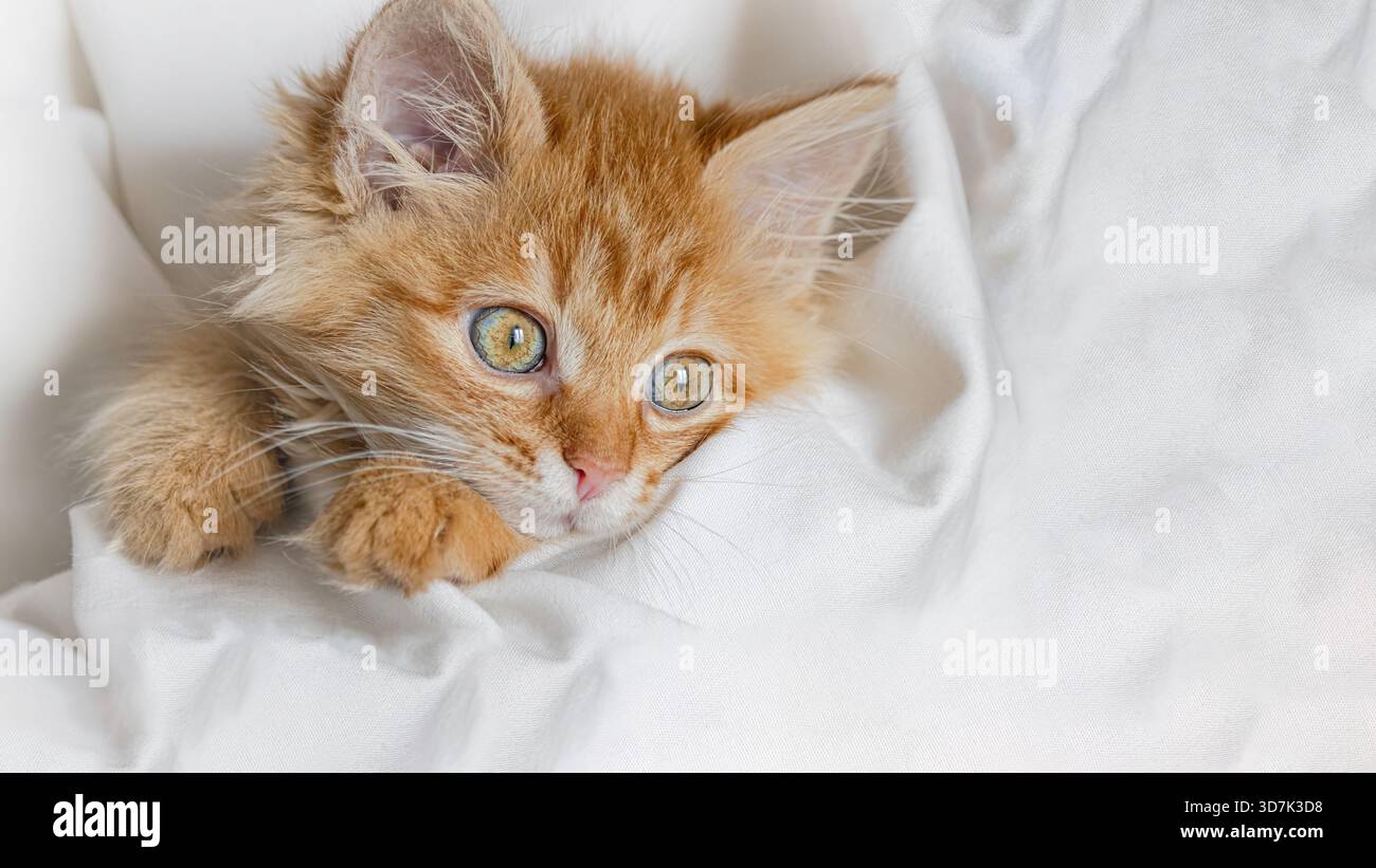 Un chaton doux au gingembre jette un coup d'œil sur une housse de couette légère. Banque D'Images