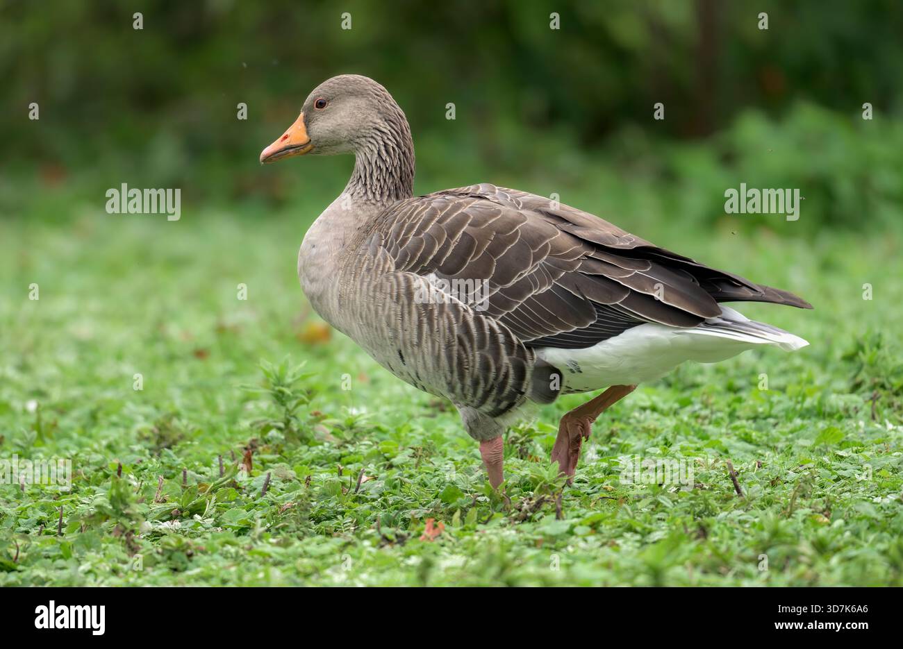 Oie de Greylag (Anser anser) marchant dans l'herbe sur les niveaux Somerset, Angleterre, Royaume-Uni. Banque D'Images