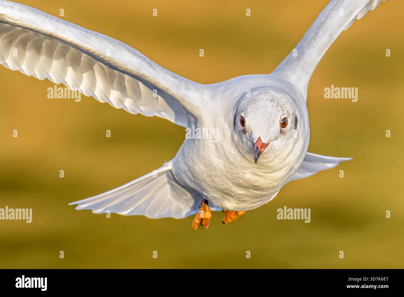 Gros plan d'un goéland à tête noire volant directement vers la caméra au-dessus de l'eau dorée ensoleillée du lac Chew Valley, North Somerset, Royaume-Uni. Banque D'Images