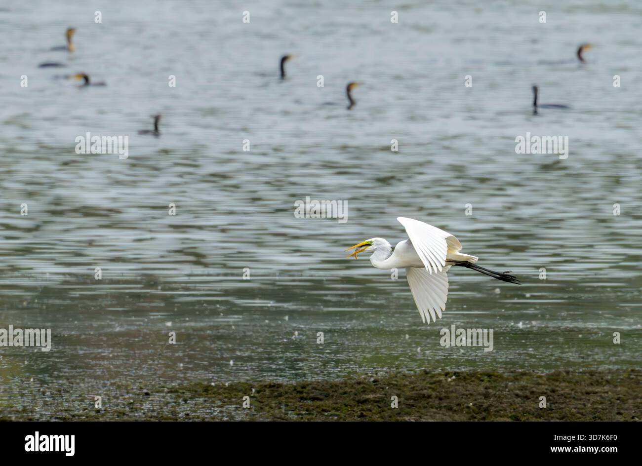 Grande aigrette survolant le lac Blagdon avec des poissons dans sa bouche et des cormorans nageant en arrière-plan Banque D'Images