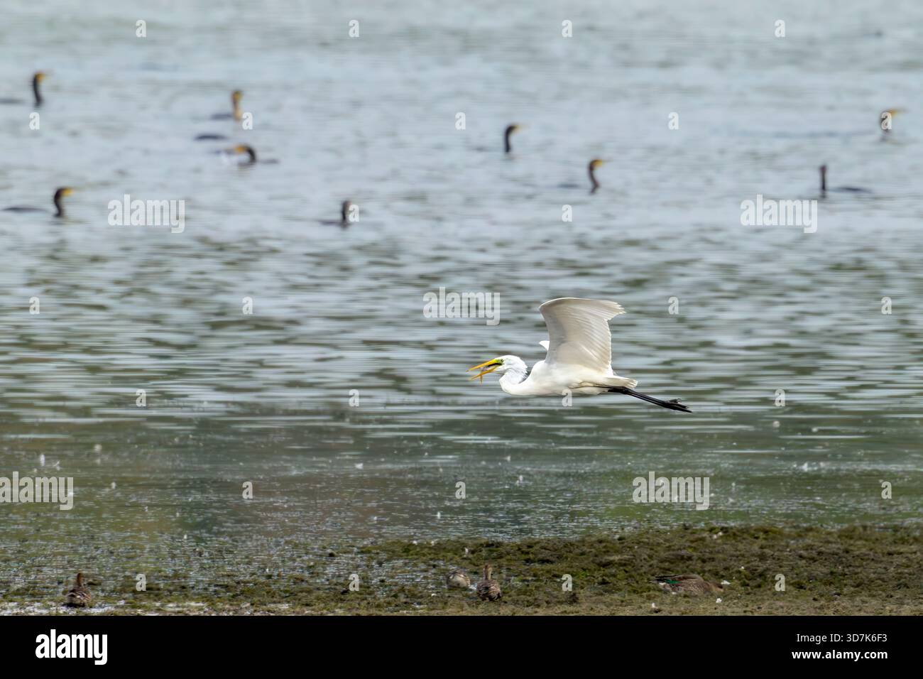 Grande aigrette survolant le lac Blagdon avec des poissons dans sa bouche et des cormorans nageant en arrière-plan Banque D'Images