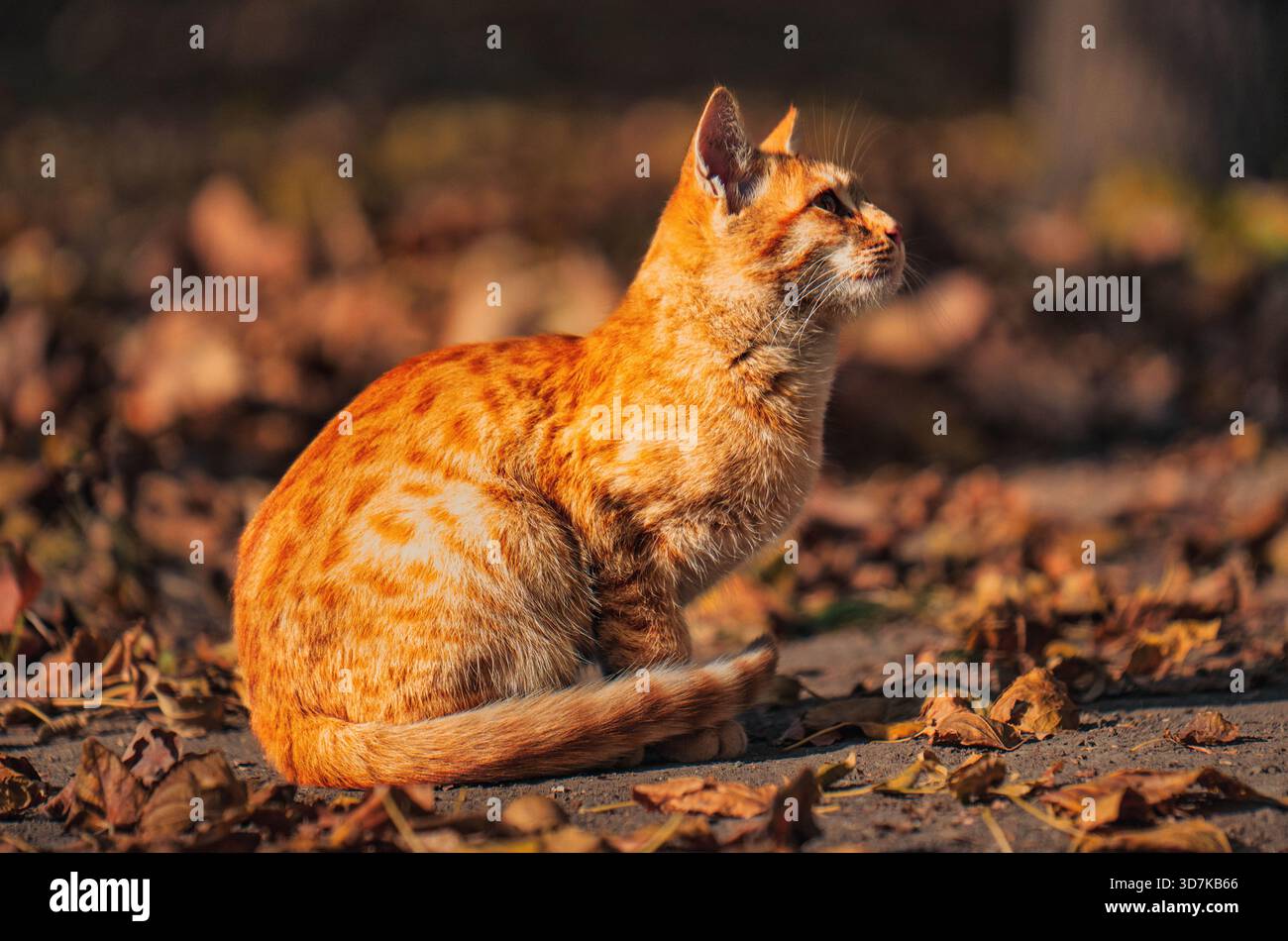 Un chat est assis sur le sol dans un tas de feuilles. Le chat est orange et a une expression calme sur son visage. La scène est paisible et sereine, avec th Banque D'Images
