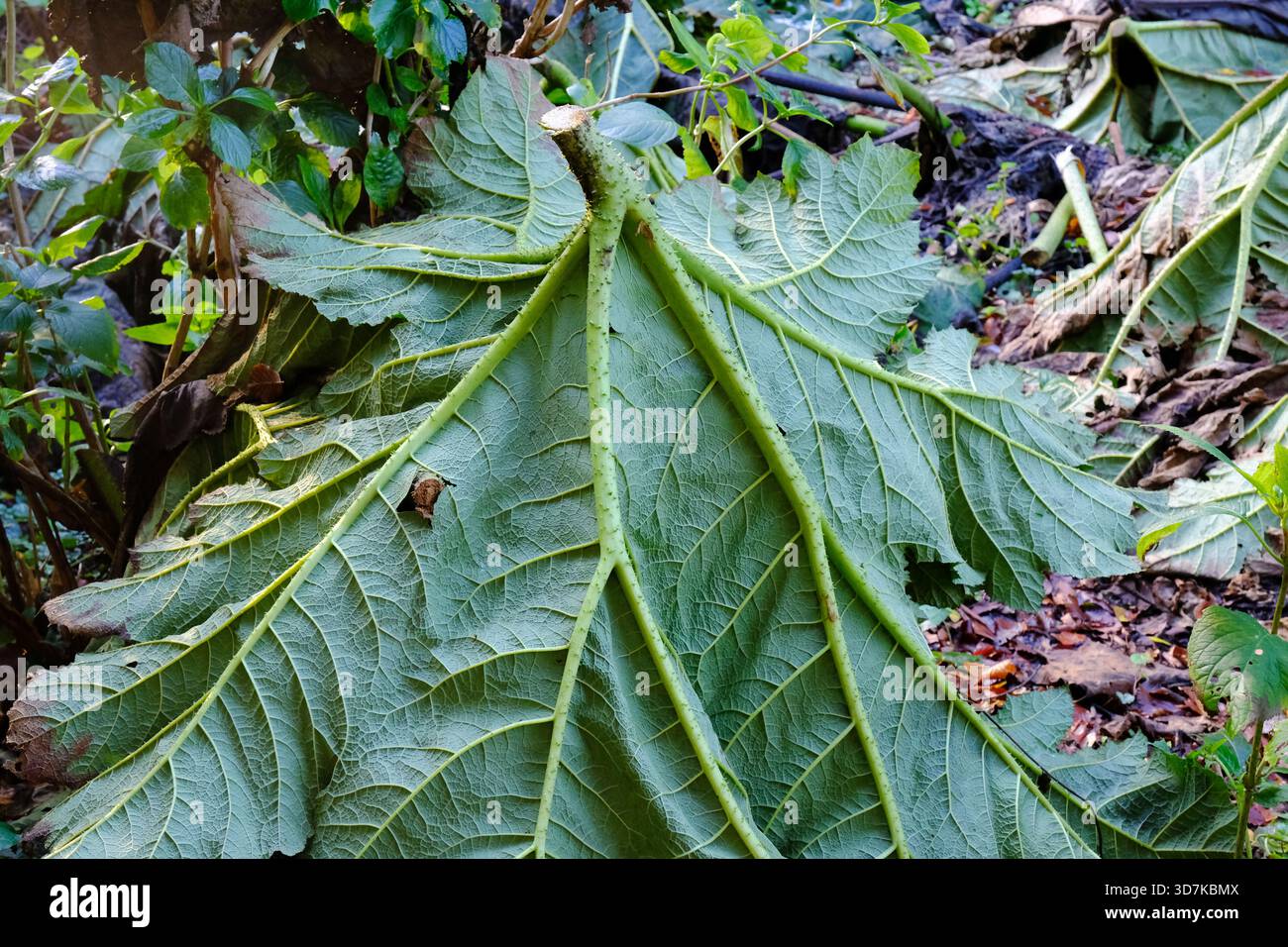 Les feuilles coupées de rhubarbe géant, Gunnera, Gunnera x Cryptica protégeant les plantes des dommages dus au gel - John Gollop Banque D'Images