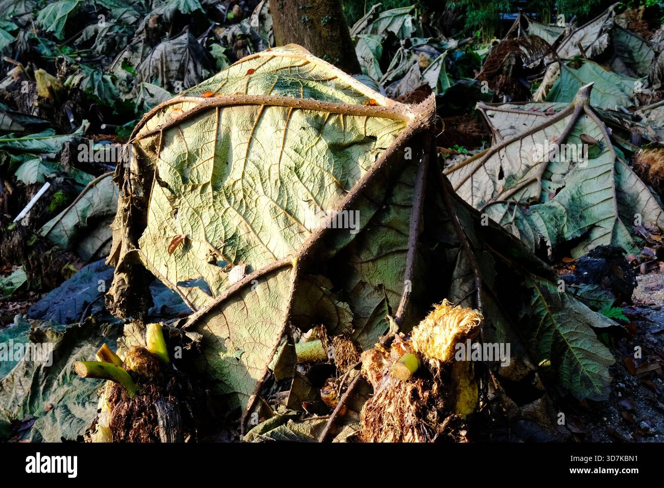 Les feuilles coupées de rhubarbe géant, Gunnera, Gunnera x Cryptica protégeant les plantes des dommages dus au gel - John Gollop Banque D'Images