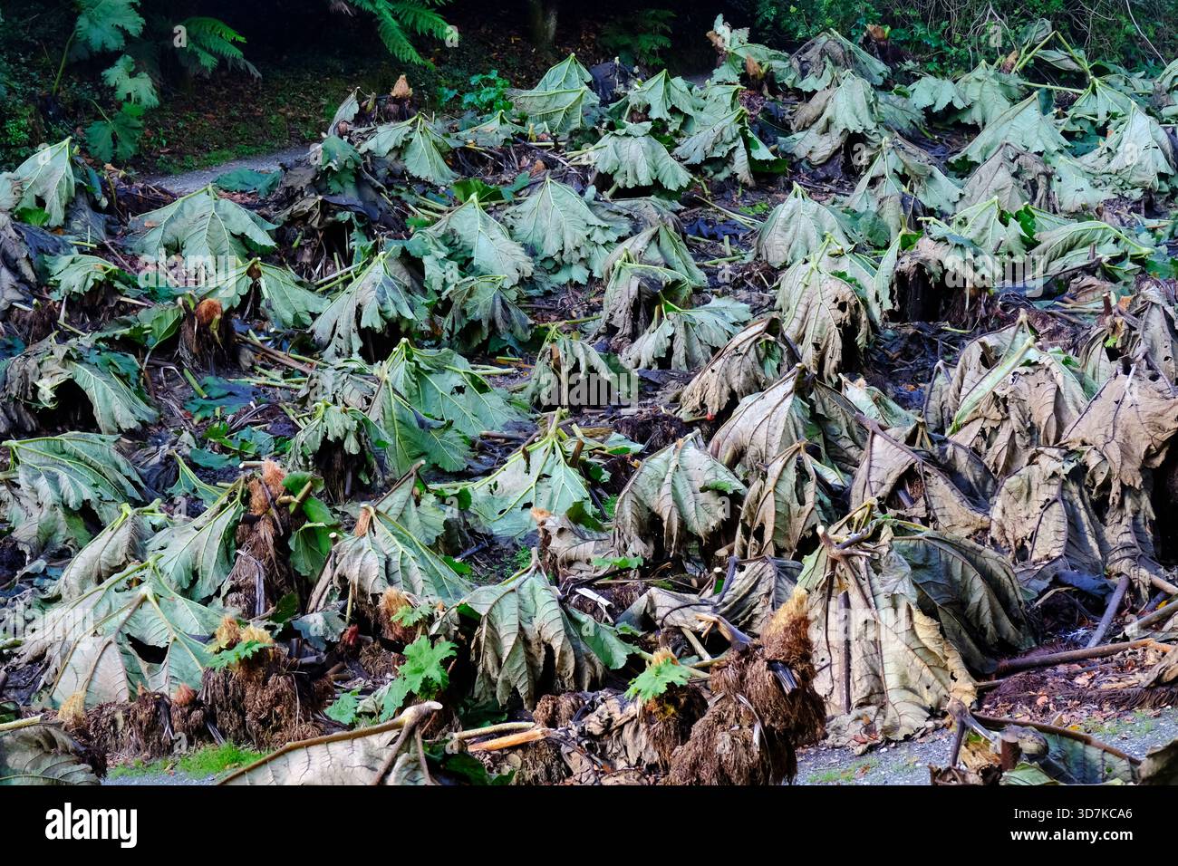 Les feuilles coupées de rhubarbe géant, Gunnera, Gunnera x Cryptica protégeant les plantes des dommages dus au gel - John Gollop Banque D'Images