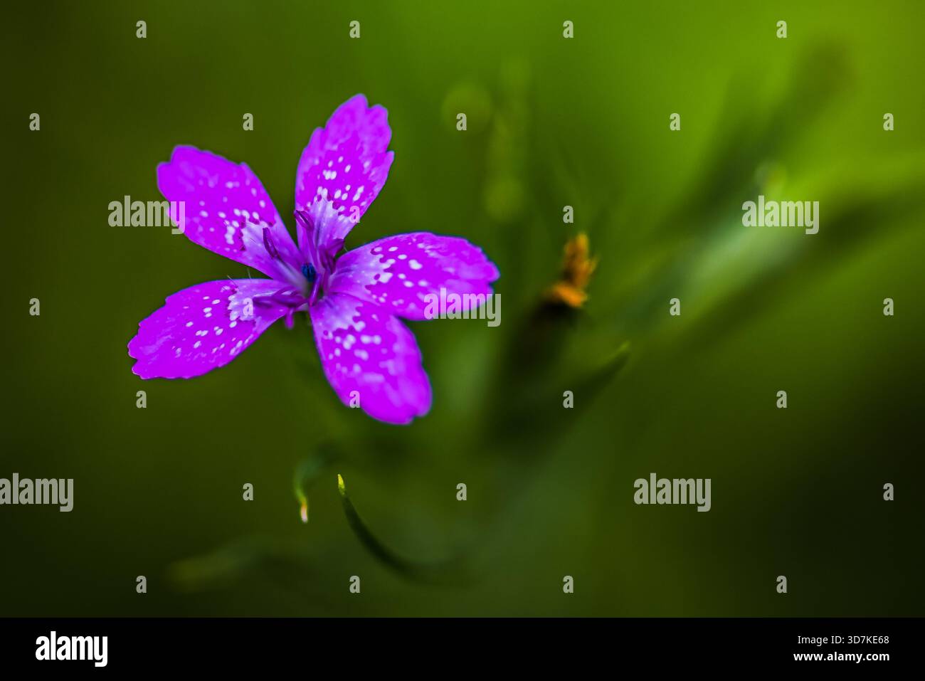 Fleur violette vibrante à cinq pétales avec des gouttelettes d'eau sur des pétales sur fond bokeh vert doux Banque D'Images