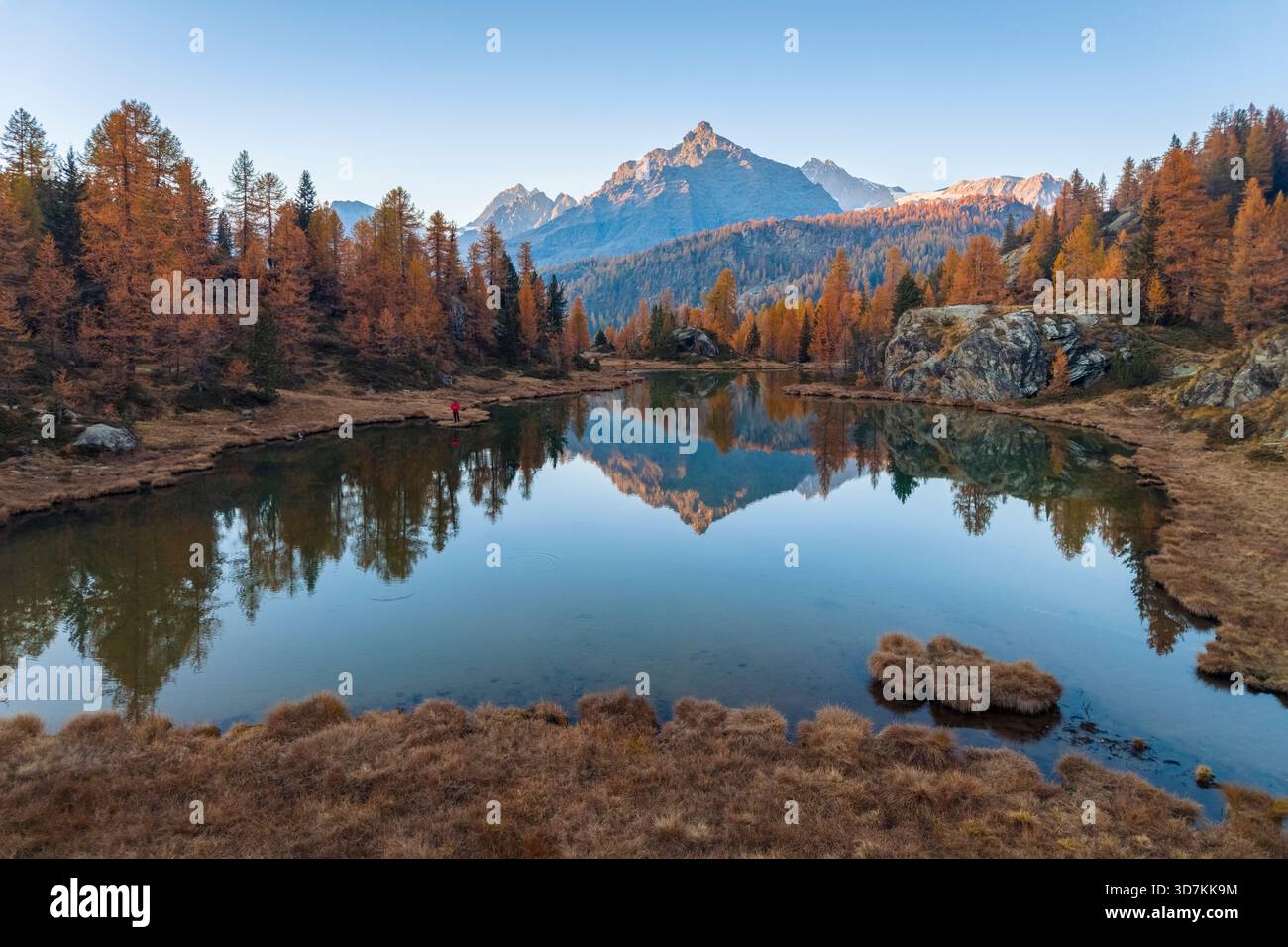 Vue aérienne du lac Mufule et du Sasso Moro entouré de mélèzes en automne. Valmalenco, Valtellina, Sondrio, Lombardie, Italie, Europe. Banque D'Images