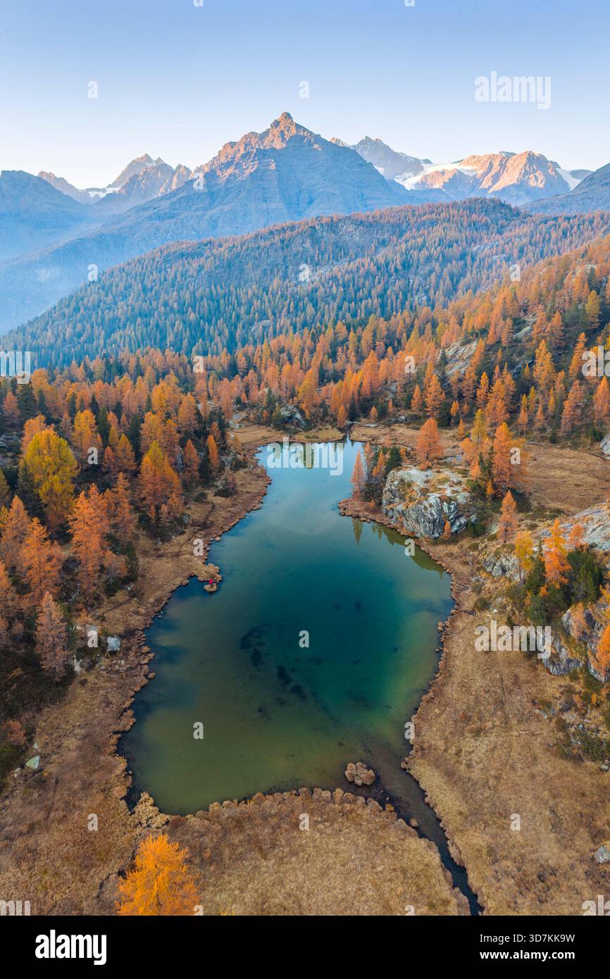 Vue aérienne du lac Mufule et du Sasso Moro entouré de mélèzes en automne. Valmalenco, Valtellina, Sondrio, Lombardie, Italie, Europe. Banque D'Images