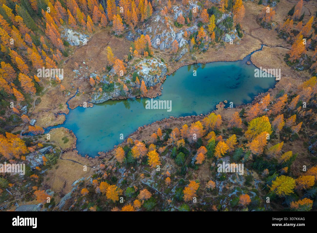 Vue aérienne du lac Mufule et Pizzo Scalino entouré de mélèzes en automne. Valmalenco, Valtellina, Sondrio, Lombardie, Italie, Europe. Banque D'Images