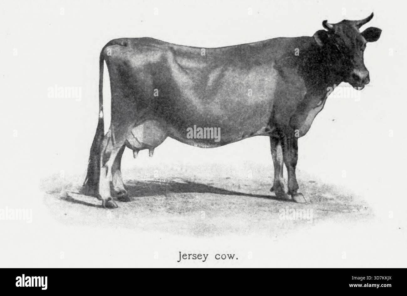 La vache Jersey Est Une petite race de bovins laitiers, originaire de l'île de Jersey, qui est bien connue pour produire un lait particulièrement riche avec une teneur élevée en matière grasse butyrique. From Foods : Or, How the World is Feed by Carpenter, Frank G. (Frank George), 1855-1924 date de publication 1907 Banque D'Images