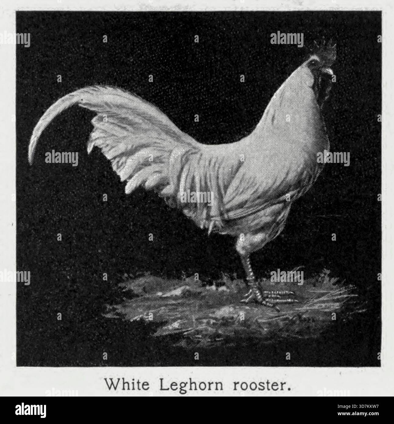 Coq Leghorn blanc race de poulet domestique originaire d'Italie, connue pour sa ponte prolifique, produisant généralement de gros œufs blancs, et son plumage blanc. From Foods : Or, How the World is Feed by Carpenter, Frank G. (Frank George), 1855-1924 date de publication 1907 Banque D'Images