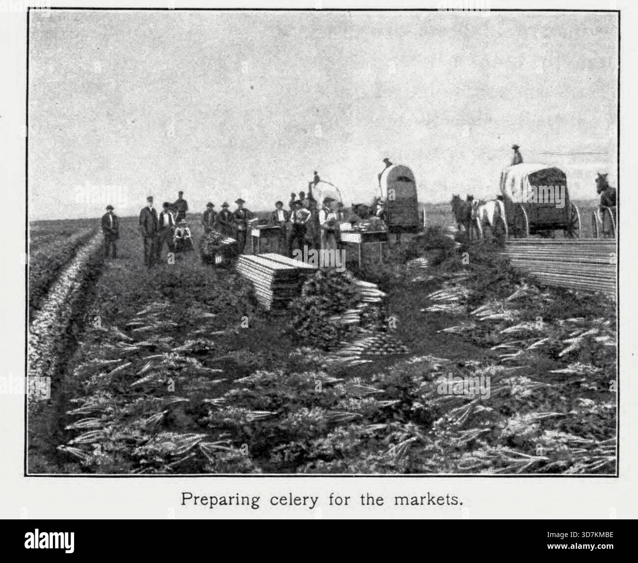 Préparation du céleri pour les marchés. From Foods : Or, How the World is Feed by Carpenter, Frank G. (Frank George), 1855-1924 date de publication 1907 Banque D'Images