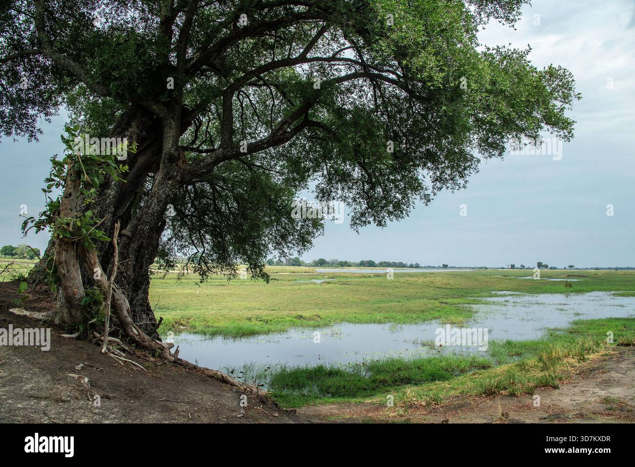 Le bord de la plaine inondable entre la rivière Kavango et la forêt fluviale. Banque D'Images