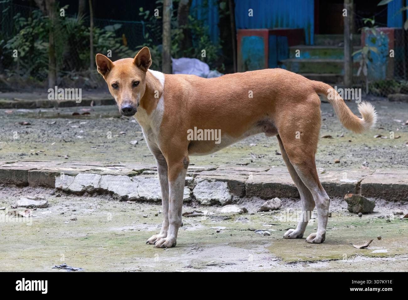 Un chien de Desi attentif (chien Pariah indien ou chien d'Asie du Sud), également connu sous le nom de Desi Kutta, en alerte et regardant directement la caméra dans un village Banque D'Images