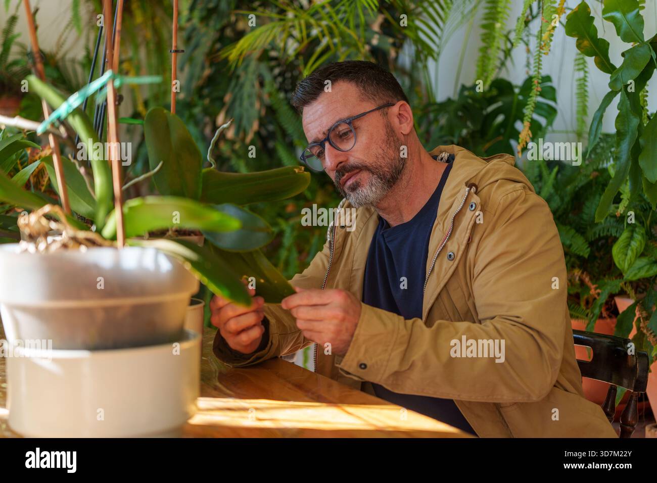 Homme vérifiant une feuille d'orchidée pour la santé, profitant d'un passe-temps relaxant de soin des plantes dans son jardin intérieur animé Banque D'Images