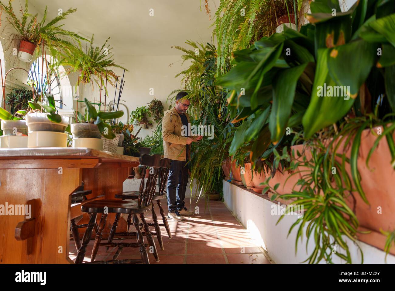 Homme prenant soin de diverses plantes vertes dans un espace de jardin intérieur lumineux et ensoleillé, en se concentrant sur l'horticulture et la vie à domicile durable Banque D'Images