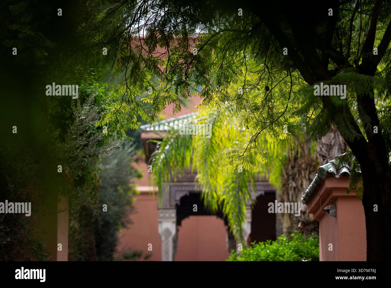 Un impressionnant jacaranda (Jacaranda mimosifolia) dans les jardins de la Koutoubia. Verdure tropicale ensoleillée et branches de jacaranda entourant une entrée. Banque D'Images