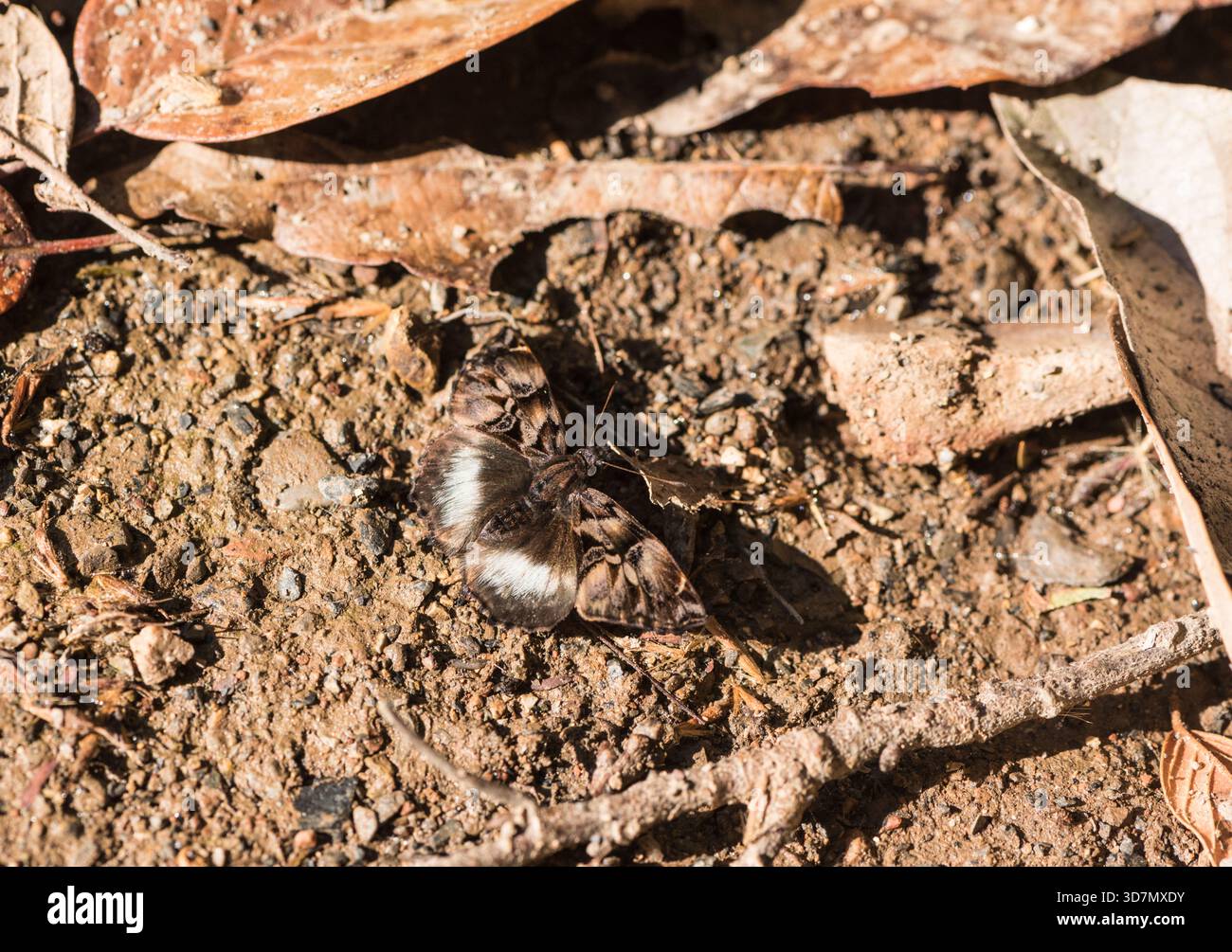 Skipper à poil blanc (Noctuana lactifera) dans la Sierra Gorda, Mexique Banque D'Images