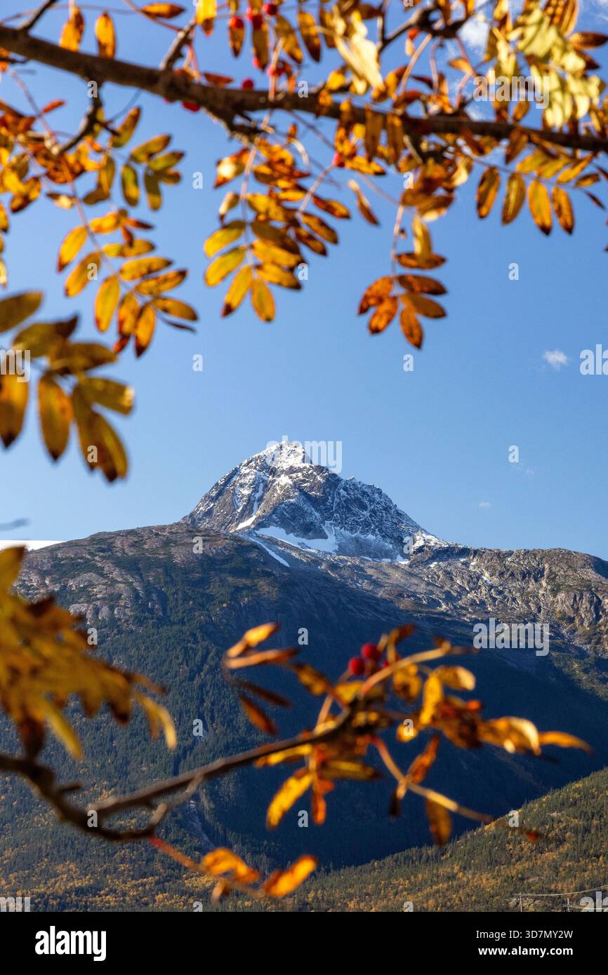 Sommet de montagne enneigé encadré par des feuilles d'automne - Skagway, Alaska, États-Unis Banque D'Images