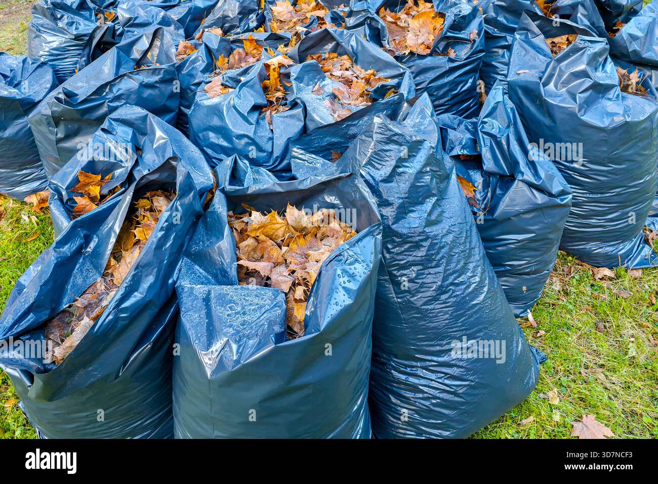 Plusieurs sacs en plastique bleus remplis de feuilles d'automne tombées se sont rassemblés lors du nettoyage saisonnier de la cour, placés sur l'herbe verte après de récentes pluies Banque D'Images