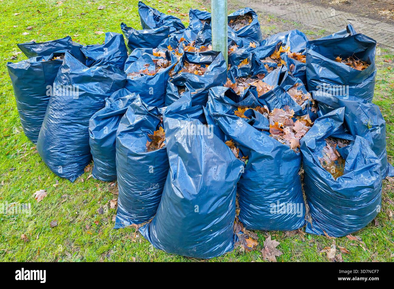 Une grande pile de sacs en plastique bleus emballés avec des feuilles d'automne tombées se trouve sur une pelouse herbeuse après un nettoyage saisonnier de cour, prêt pour l'élimination ou la compostine Banque D'Images