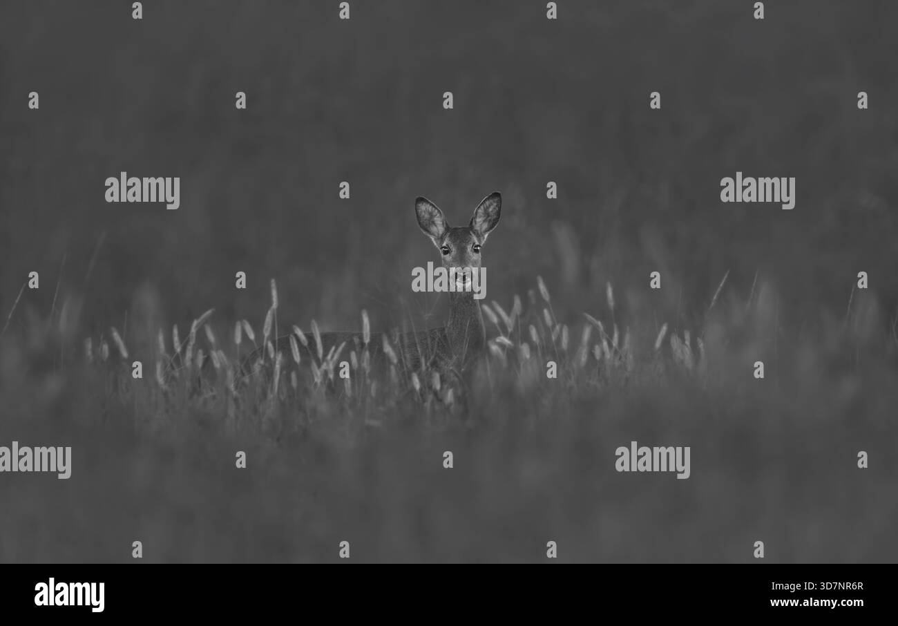 Photo noir et blanc foncé d'un chevreuil (Capreolus Capreolus) caché dans les hautes herbes dans un pré, centré, minimalisme, monochrome, espace de copie Banque D'Images