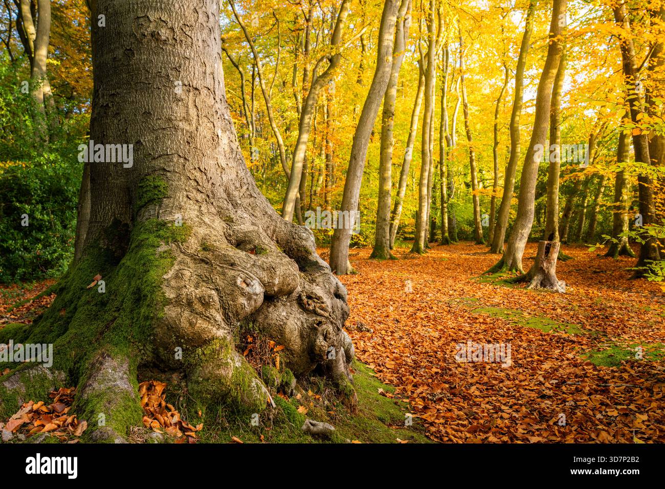 Vue d'un arbre majestueux avec des racines couvertes de mousse se dresse la garde sur un tapis de feuilles tombées vibrantes dans une forêt automnale, les Chilterns, Oxfordshire, Banque D'Images